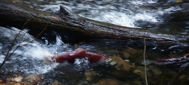 Lower Adams Habitat Restoration