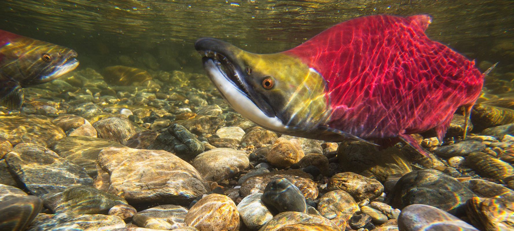 The Adams River Salmon Society AGM