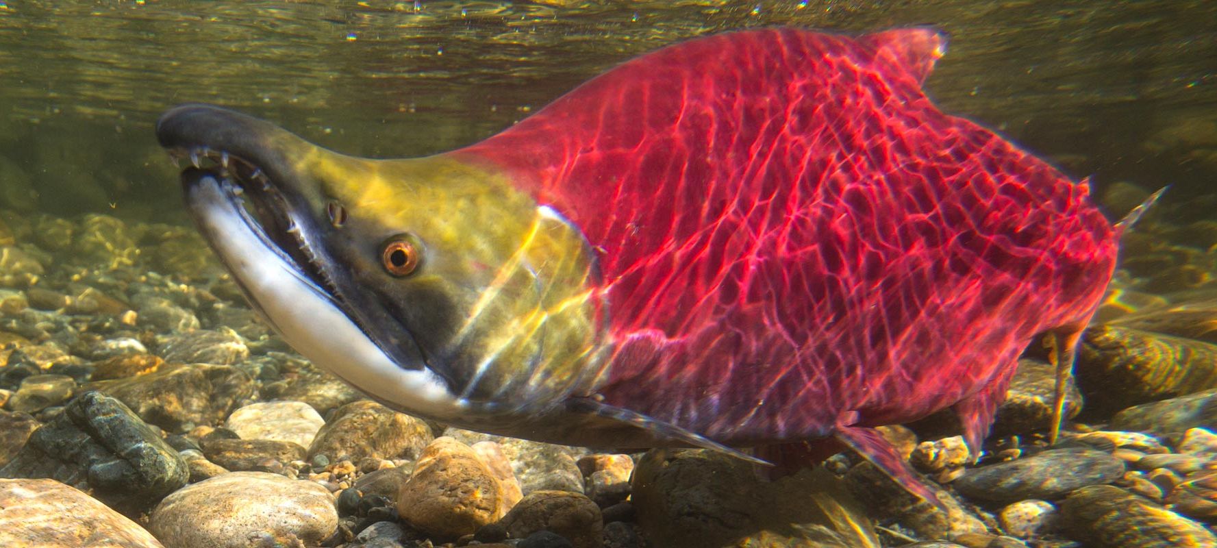 About the <em>Salmon Society</em>