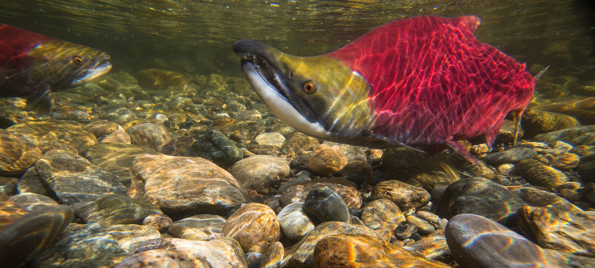 Tsútswecw Provincial Park (Roderick Haig-Brown)