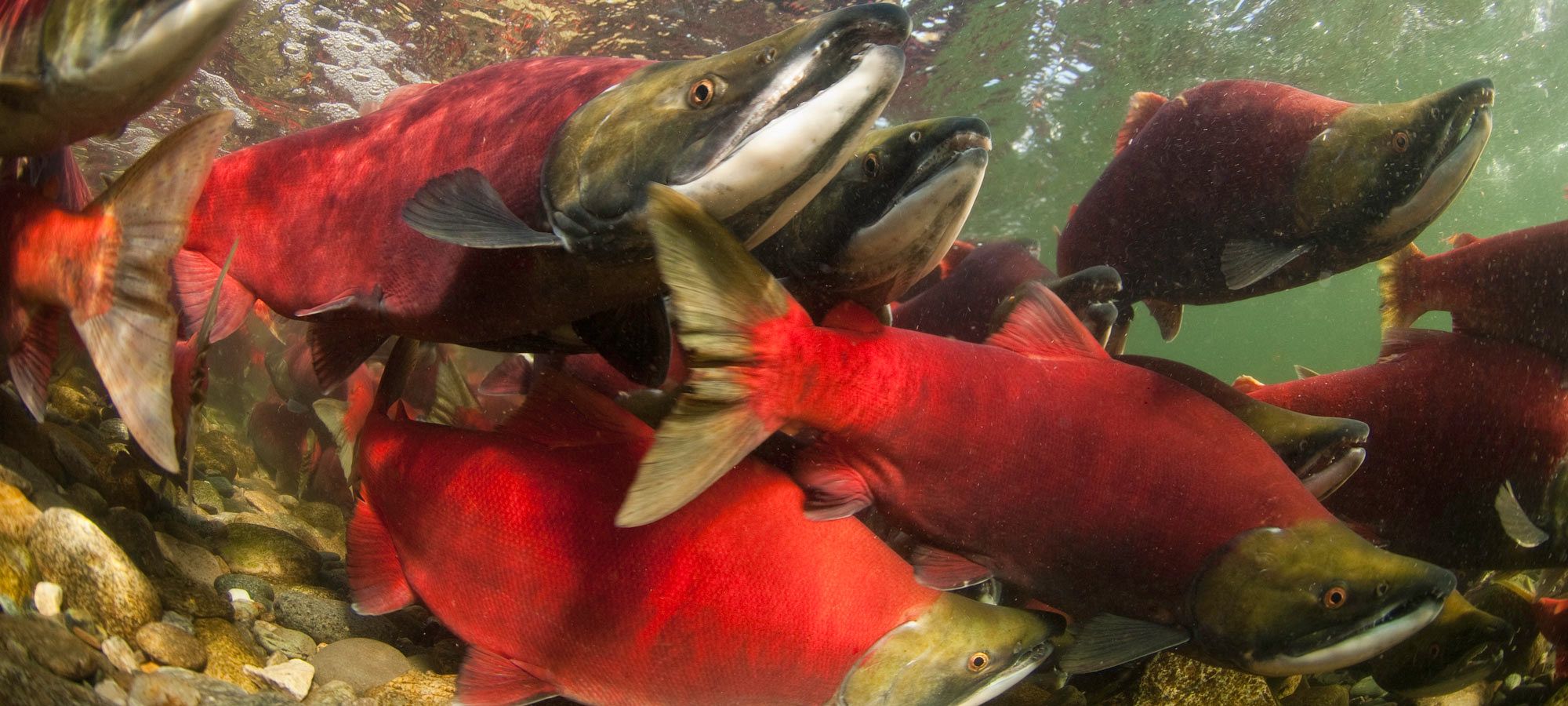 Shuswap Salmon <em>Symposium</em>
