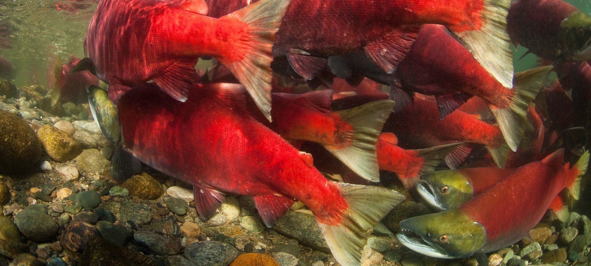 Salute to the <em>Sockeye</em>