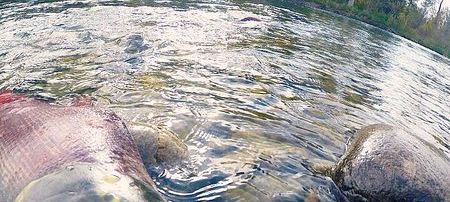 Sockeye run in Shuswap expected to be close to 2014 numbers