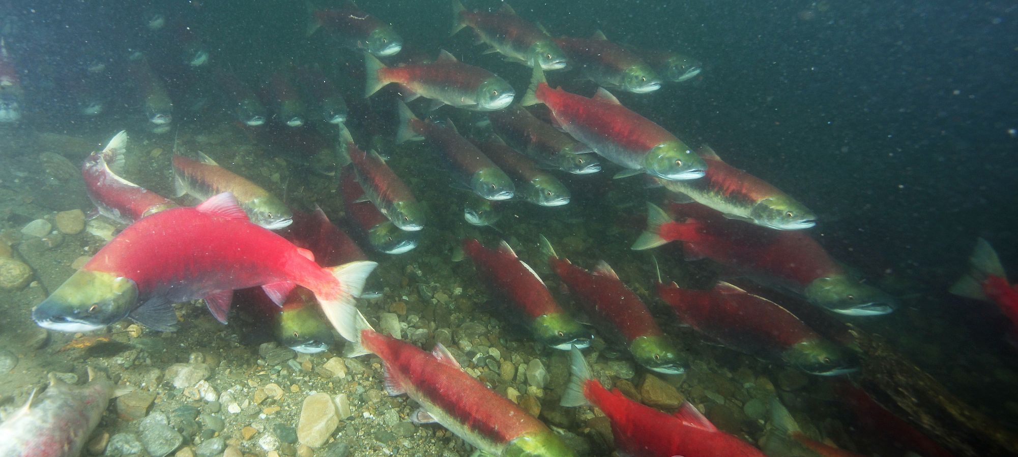 Stock assessment - Pacific salmon