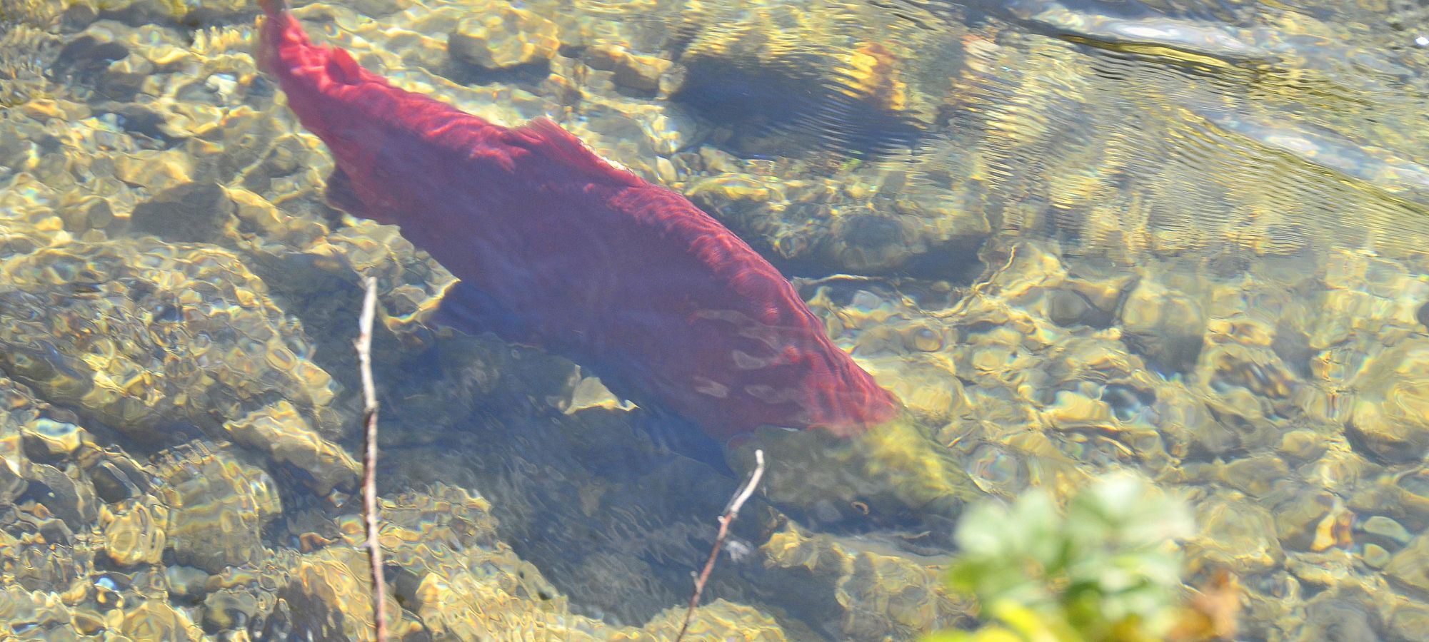 life and death on the river