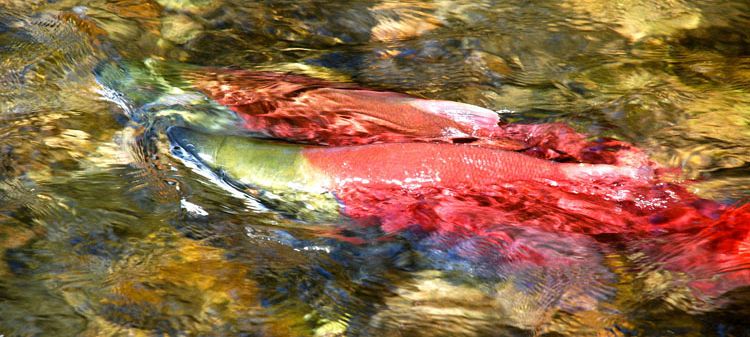 Salute to the Sockeye 2010