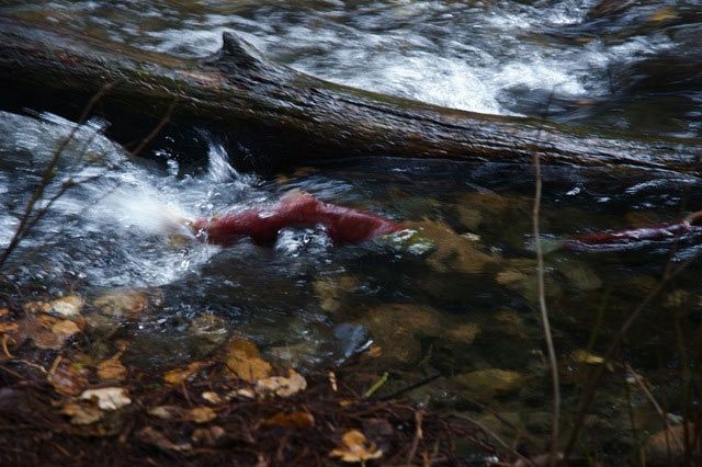 Lower Adams Habitat Restoration