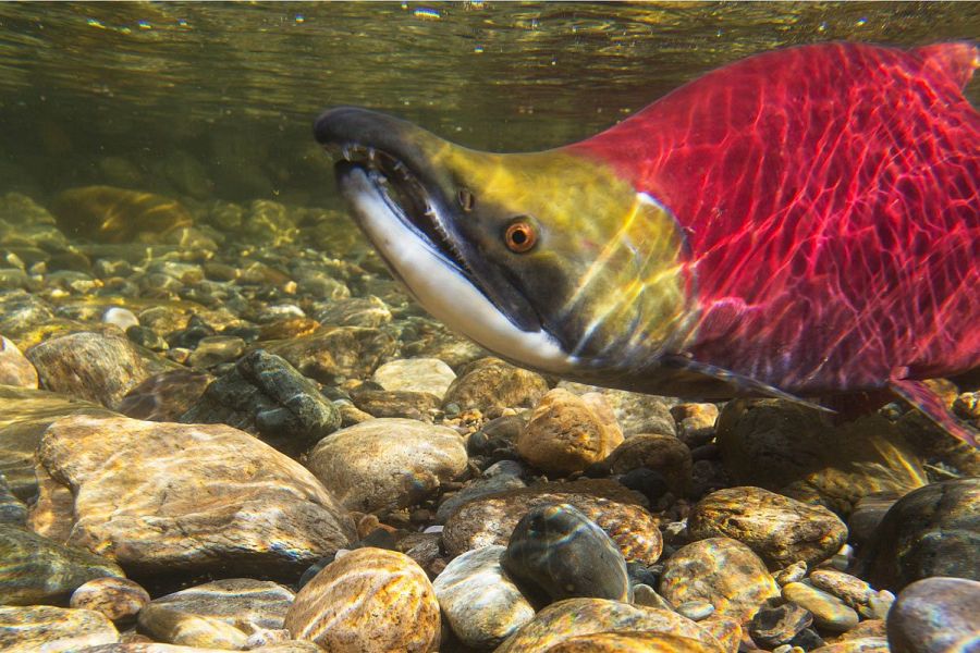 The Adams River Salmon Society AGM