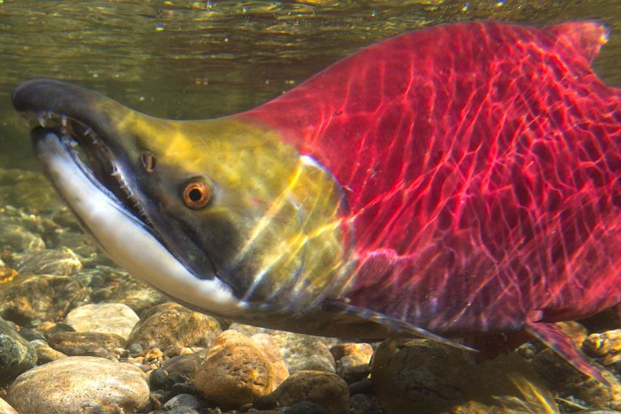 About the <em>Salmon Society</em>