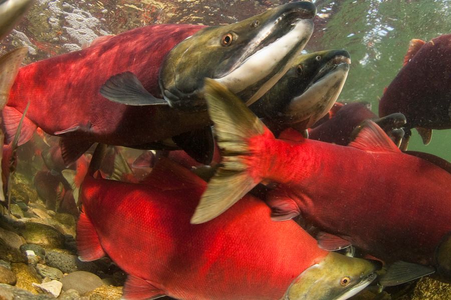 Shuswap Salmon <em>Symposium</em>