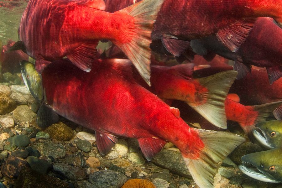 Salute to the <em>Sockeye</em>