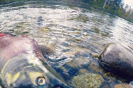 Sockeye run in Shuswap expected to be close to 2014 numbers