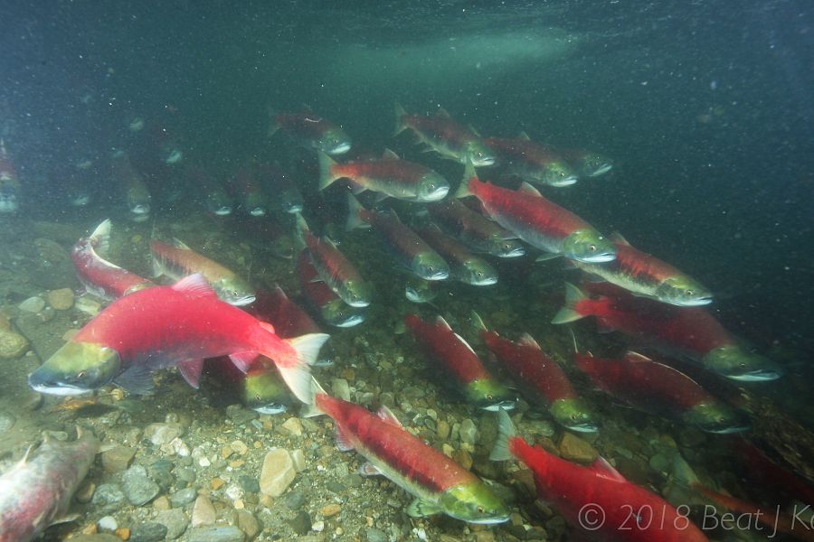 Stock assessment - Pacific salmon