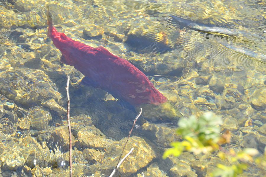 life and death on the river