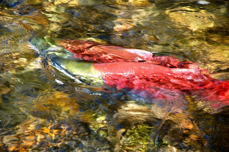 Salute to the Sockeye 2010